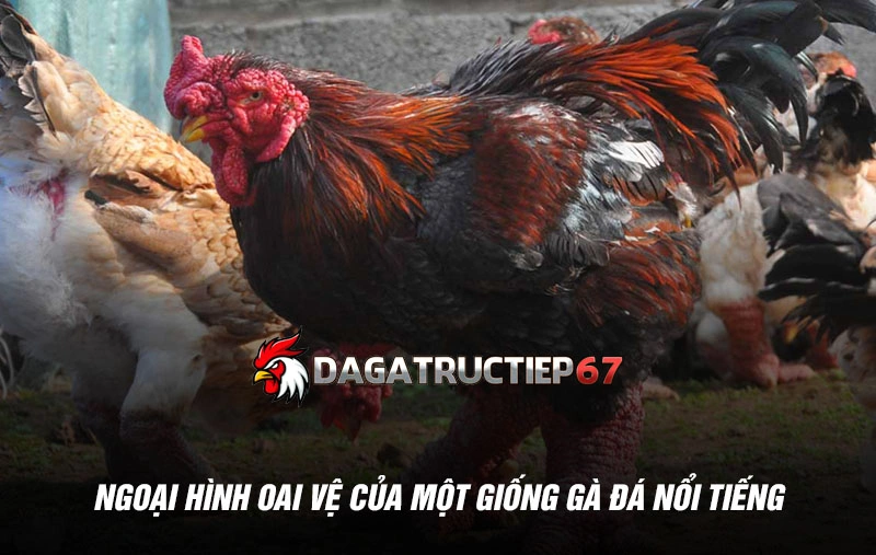 Ngoại hình oai vệ của một giống gà đá nổi tiếng