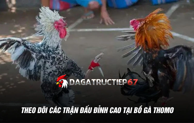 Theo dõi các trận đấu đỉnh cao tại bồ gà Thomo