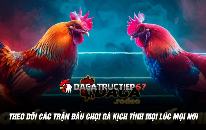 Theo dõi các trận đấu chọi gà kịch tính mọi lúc mọi nơi