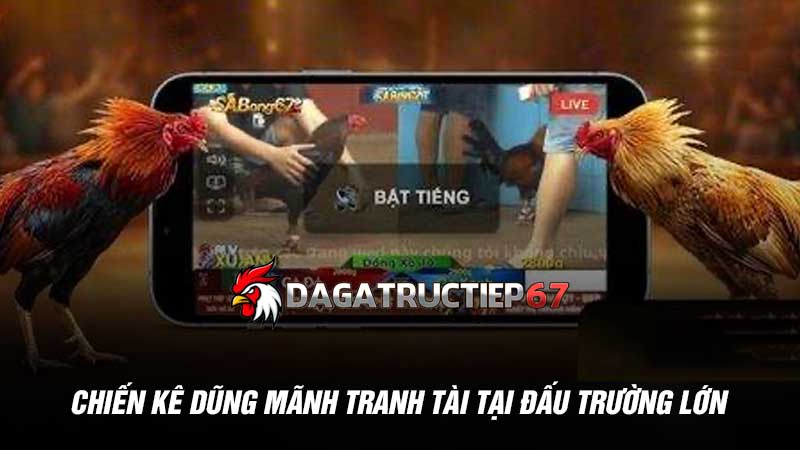 Chiến kê dũng mãnh tranh tài tại đấu trường lớn