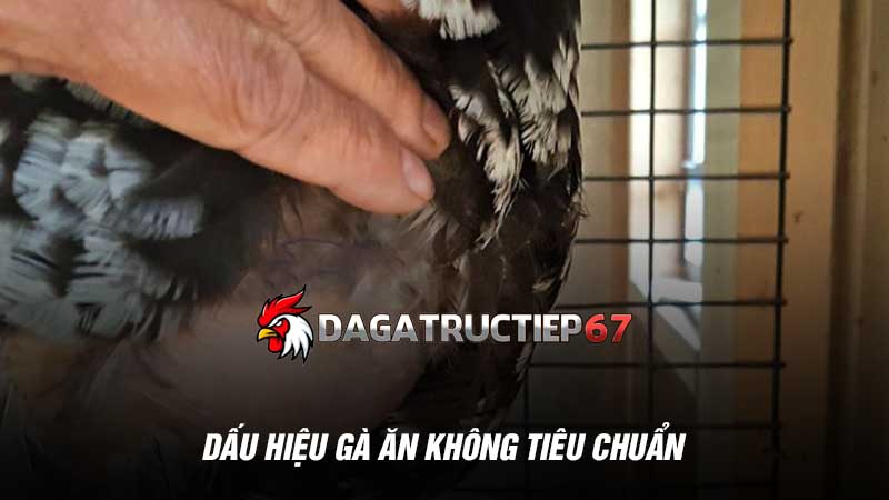 Dấu hiệu gà ăn không tiêu chuẩn