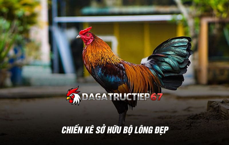 Chiến kê sở hữu bộ lông đẹp