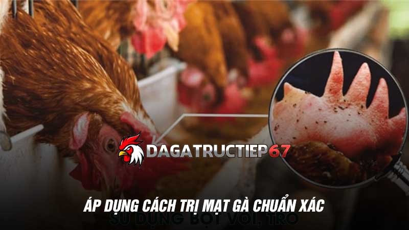 Áp dụng cách trị mạt gà chuẩn xác