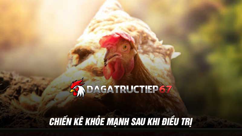 Chiến kê khỏe mạnh sau khi điều trị